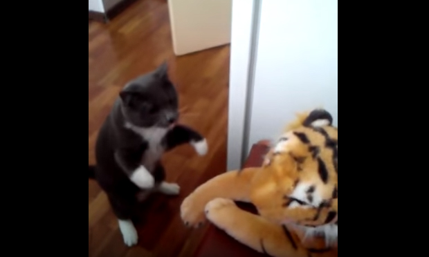 Gatto vs Tigre di pezza