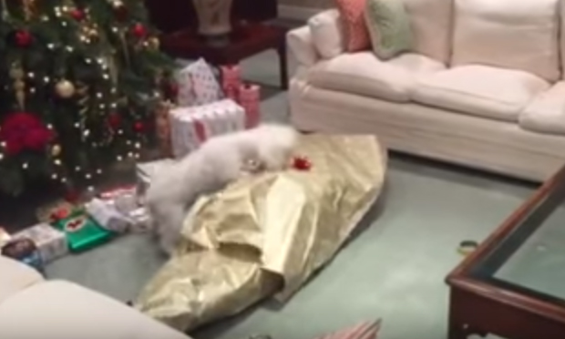 Il cane e il regalo di Natale