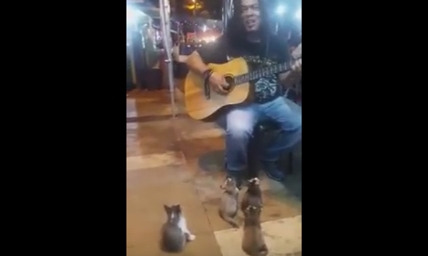 Il musicista di strada che incanta i gatti