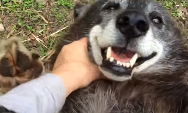 Coccolare un lupo felice
