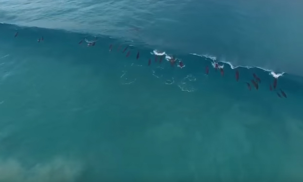 Delfini surf australia