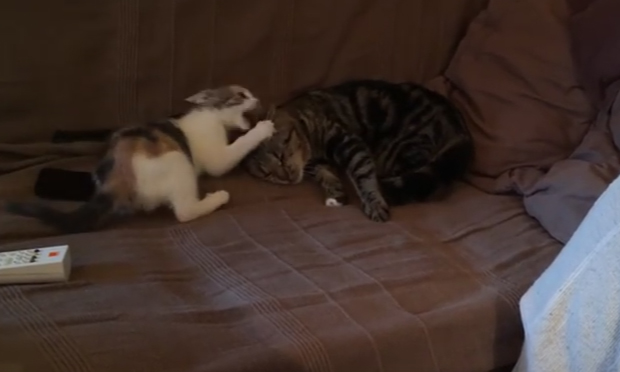 Gattino sovreccitato gatta paziente