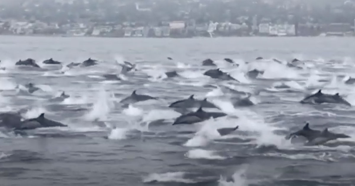 Dolphins 'Stampede' off SoCal Beach – NBC 7 San Diego