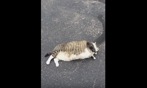 Gatto grasso tenta di rotolare