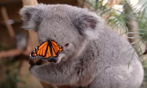 Koala e farfalla amicizia photobomb