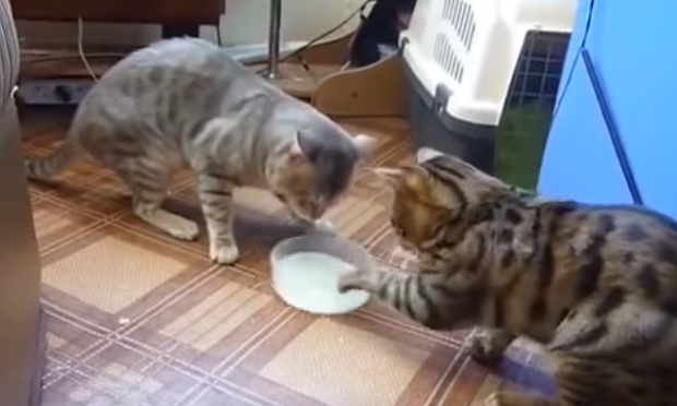 Gatti si contendono una ciotola di latte