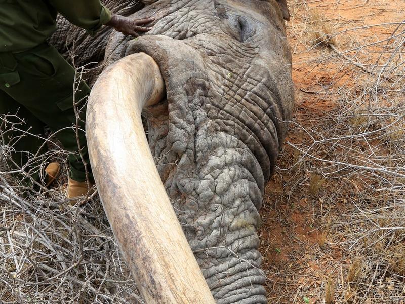 Desperate Elephants Shot With Poison Arrows Travel To Humans For Help 980x