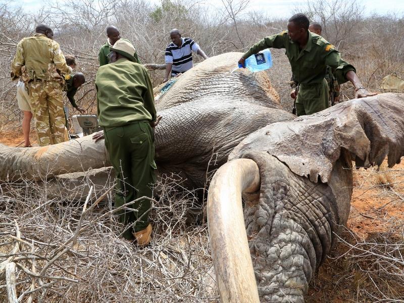 Desperate Elephants Shot With Poison Arrows Travel To Humans For Help 980x