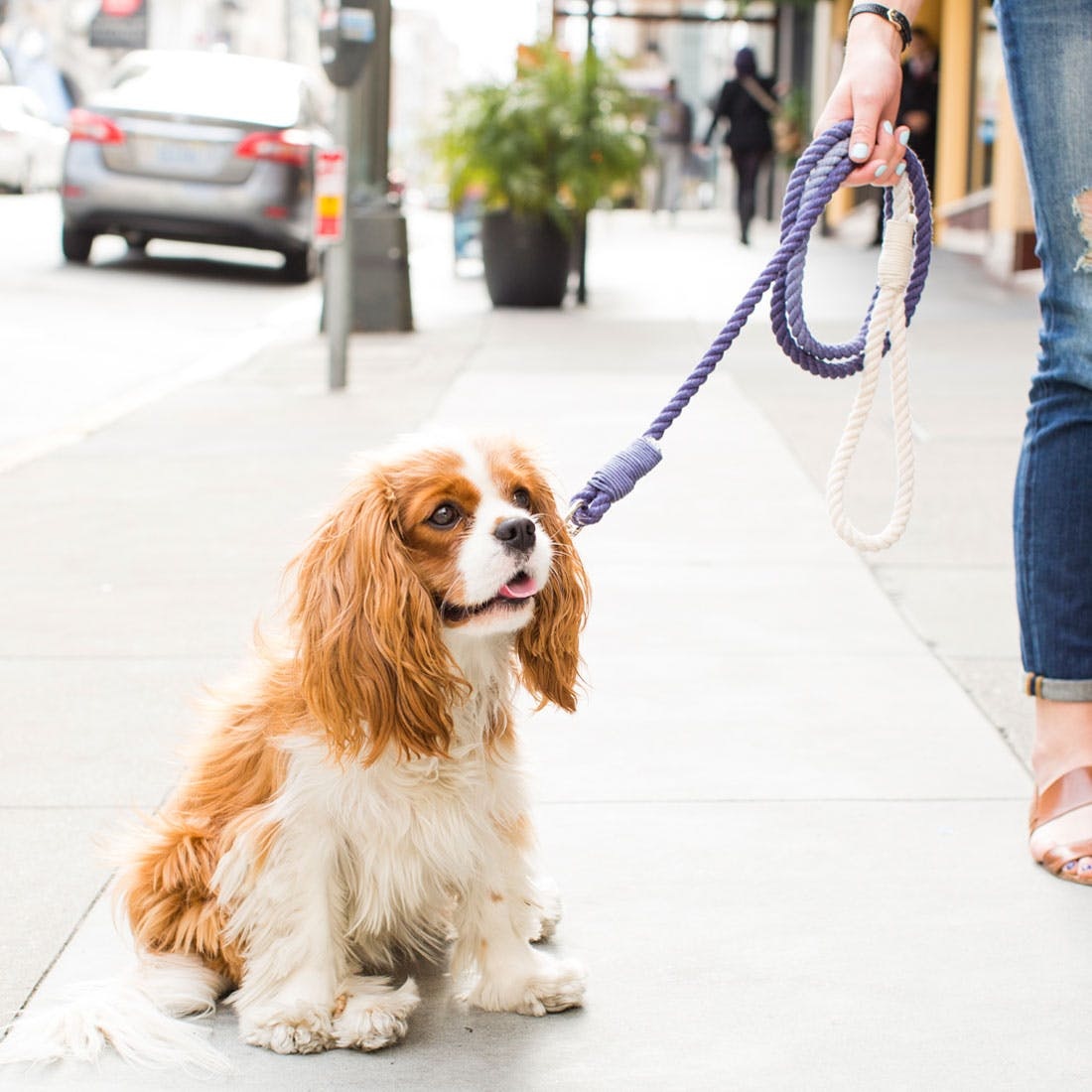 diy ombre rope leash