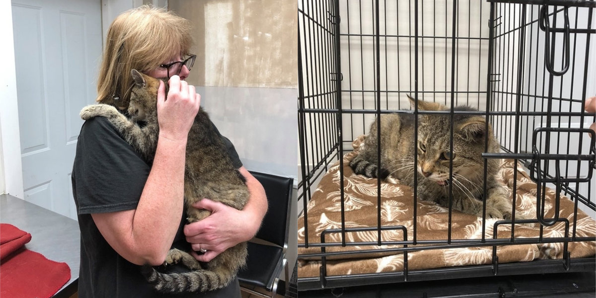 Pet Cat Who Went Missing For 11 Years Has Emotional Reunion With Owners