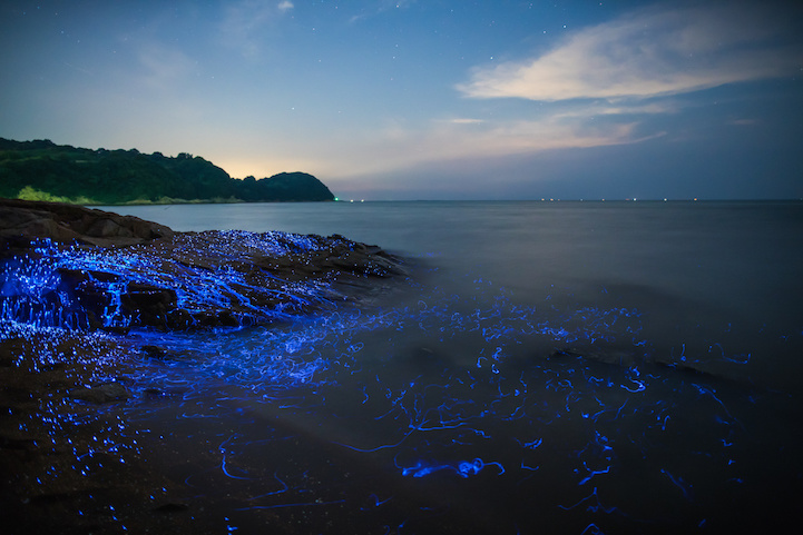 6 Places in the World to Witness Bioluminescence - Pacsafe – Official North  America Store