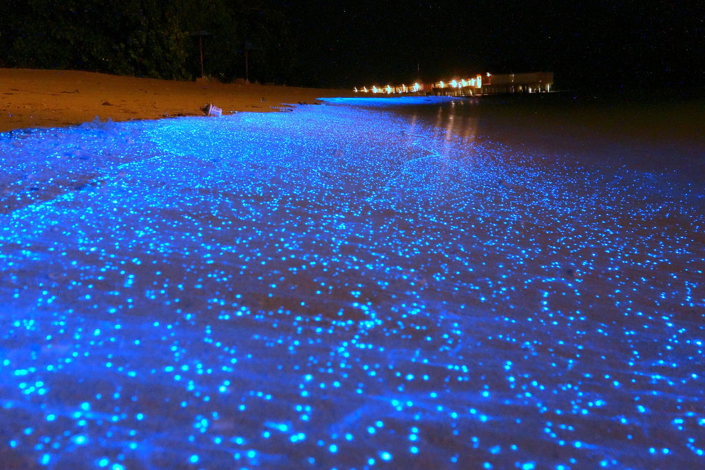 What is bioluminescence?