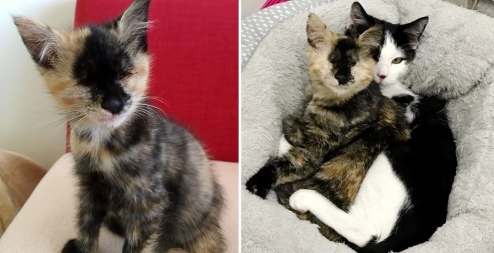 Blind Kitten Befriends One other Rescued Kitty Who Wanted a Good friend to Cuddle