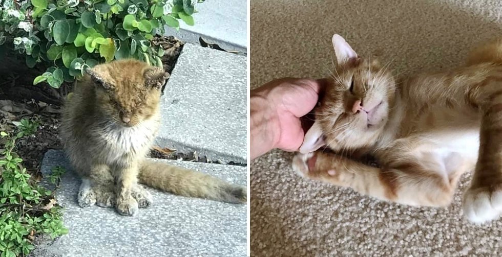Stray Kitten Gets Help to See Again and is Transformed into a Beautiful Cat