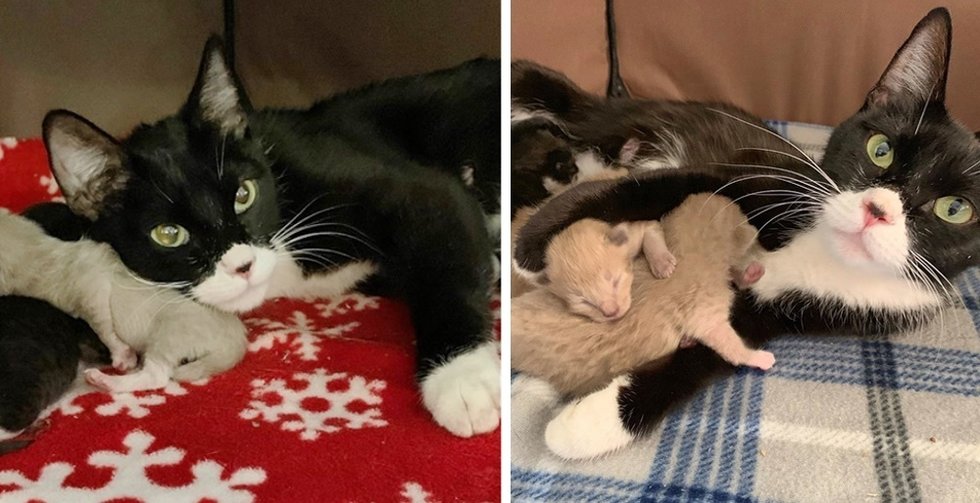 Stray Cat Got here to Household for Assist – When Rescue Arrived, They Discovered Kitten by Her Aspect