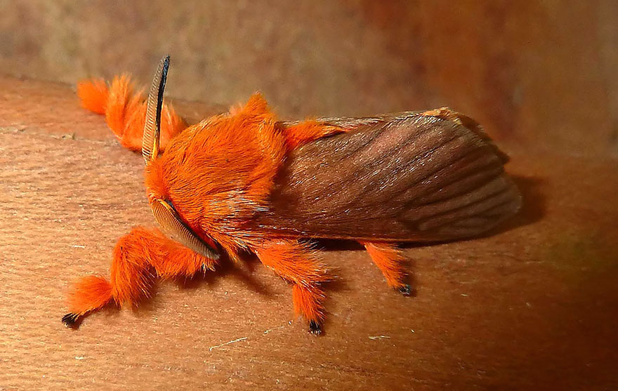 6 Furry Moths You Could Easily Take for a Pet