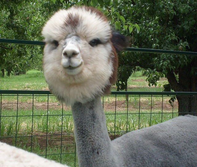 Here Are 12 Shaved Alpacas That Will Change The Way You Look At The World