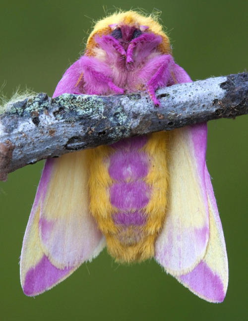 6 Furry Moths You Could Easily Take for a Pet