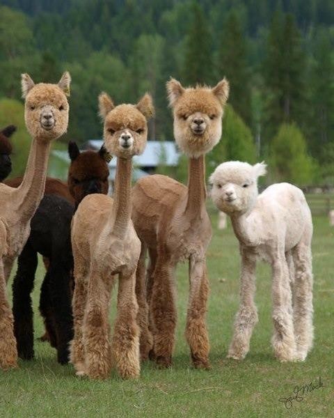 Here Are 12 Shaved Alpacas That Will Change The Way You 