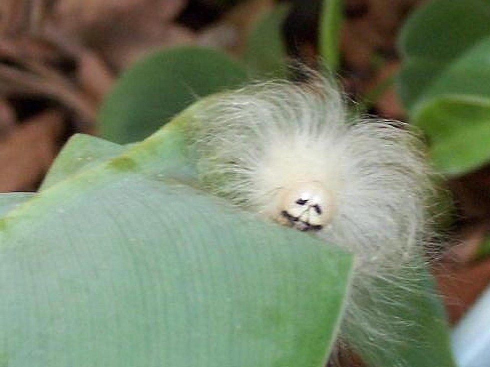 6 Furry Moths You Could Easily Take for a Pet