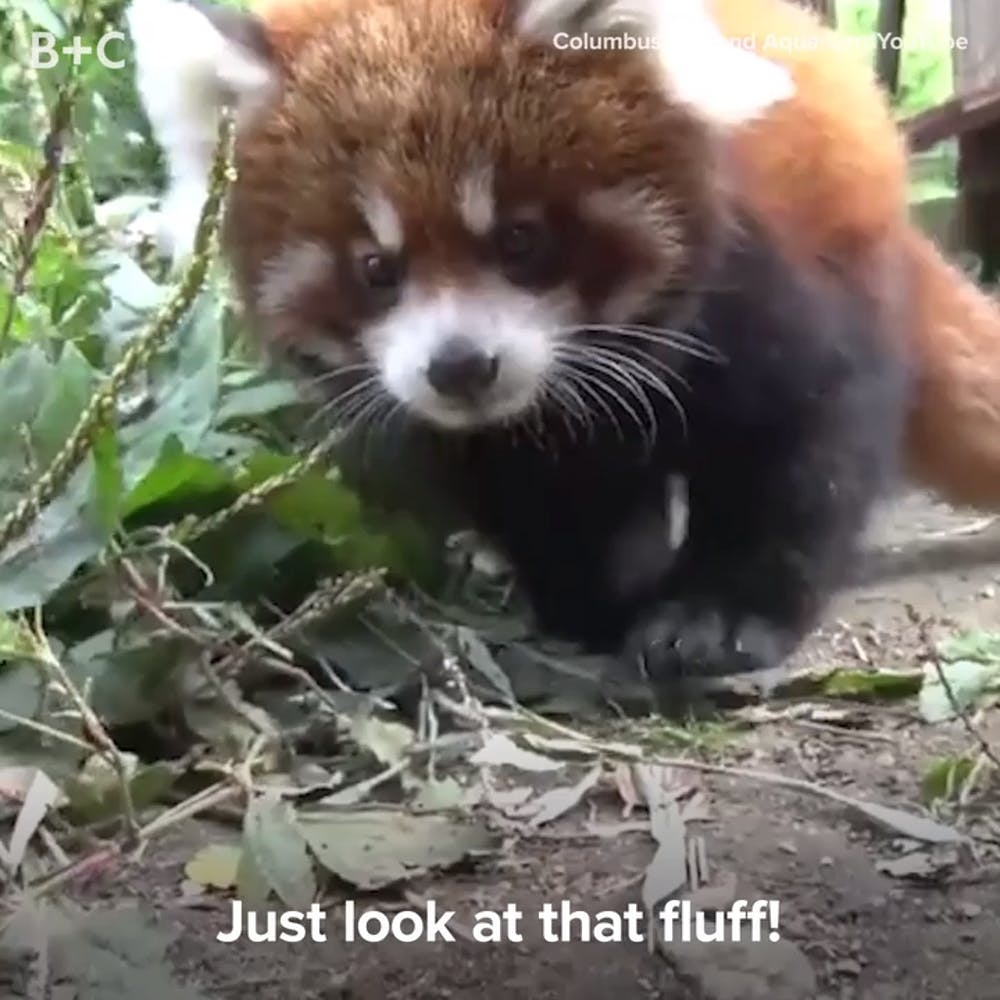 Proof That Baby Red Pandas Are Too Cute To Handle Brit Co