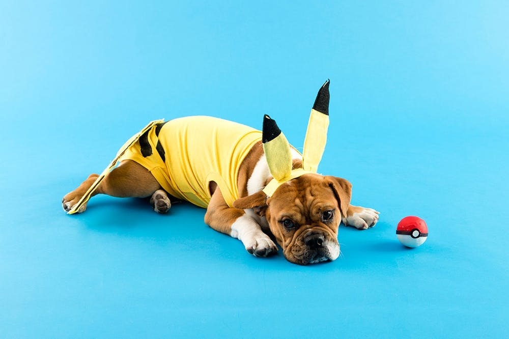 81 Dog Costume Ideas For Your Pooch Brit Co - Diy Dog Banana Costume