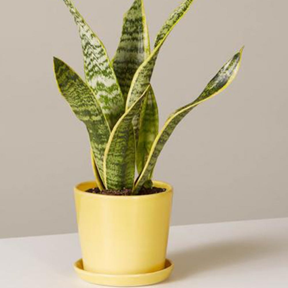 The Best Houseplants For Every Room In Your Home Brit Co