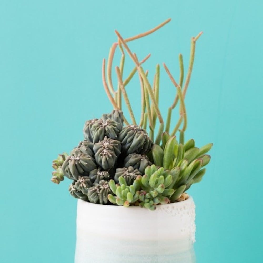rattlesnake prayer plant Calathea Lancifolia