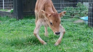 Tiny Calf's Broken Legs End Up Saving Her Life