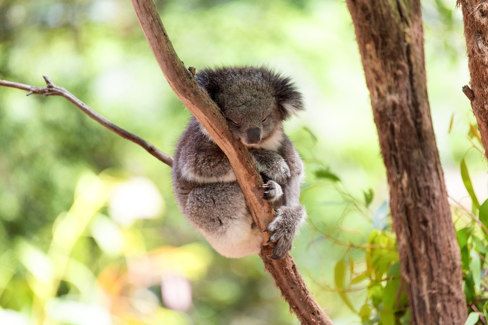Baby Koala Clings To Teddy Bear As People Decide Whether To Kill Her Mom