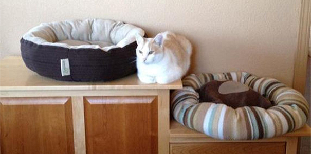 980x 20 Cats That Have Serious Logic Issues