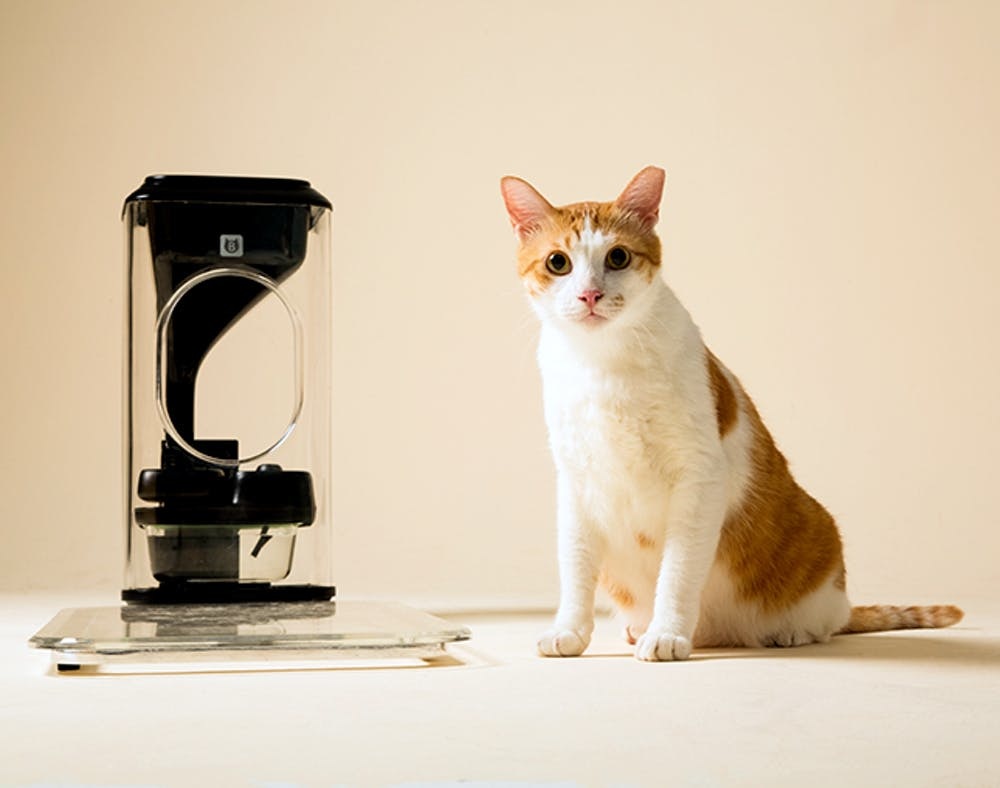 Facial recognition cat feeder best sale