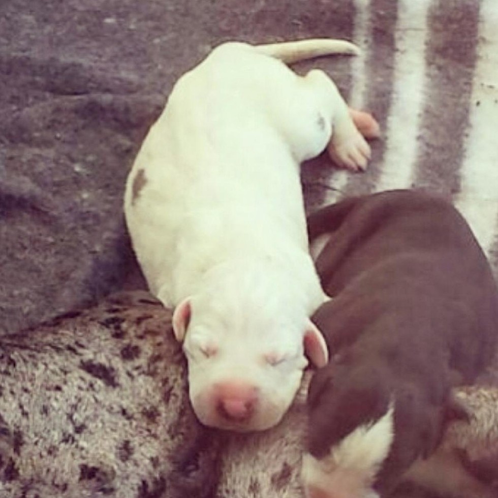 What Happens To Dogs When Breeding Goes Wrong