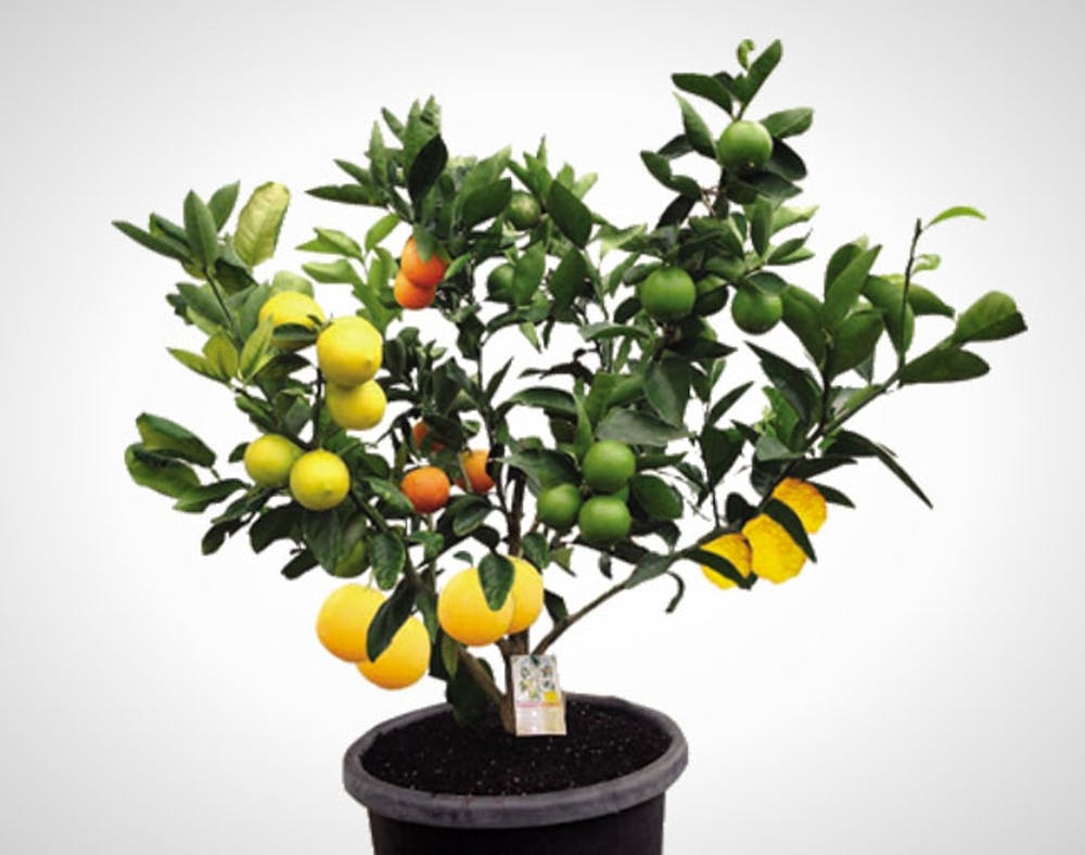 Multi Fruit Tree / Multi Grafted Fruit Trees Are Perfect For Small