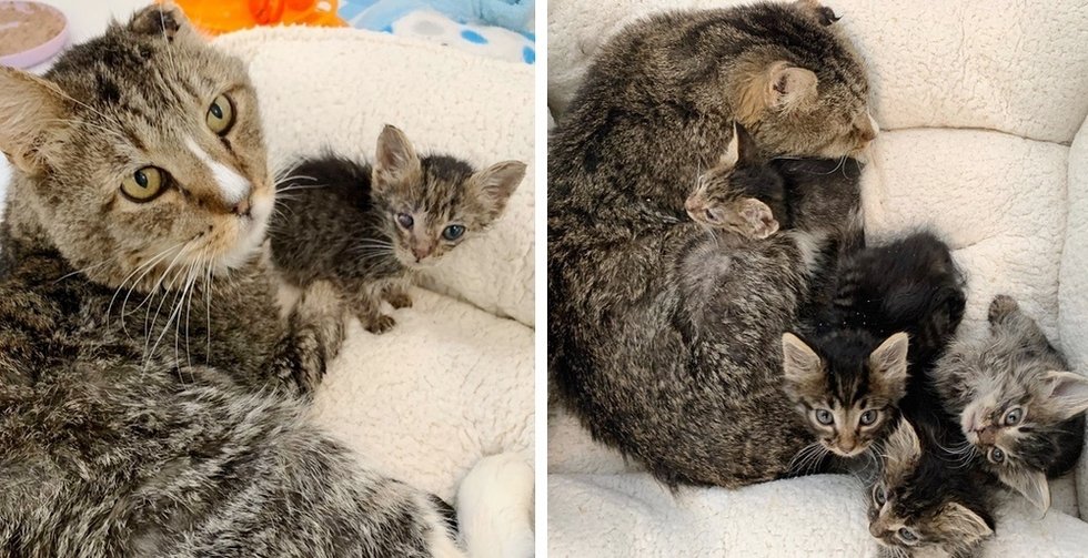 Cat Takes Kittens Underneath His Wing After They had been Discovered Residing in Parking Lot