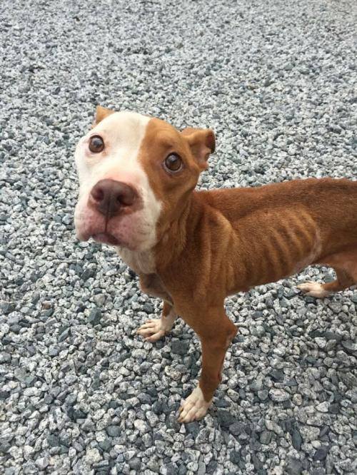 Dog Found Starving And Alone Is Completely Healed By Love