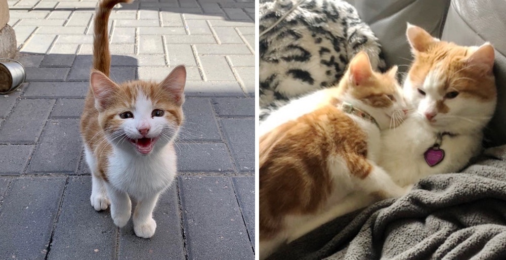 woman-tries-to-find-stray-kitten-a-home-but-the-kitty-has-a-different