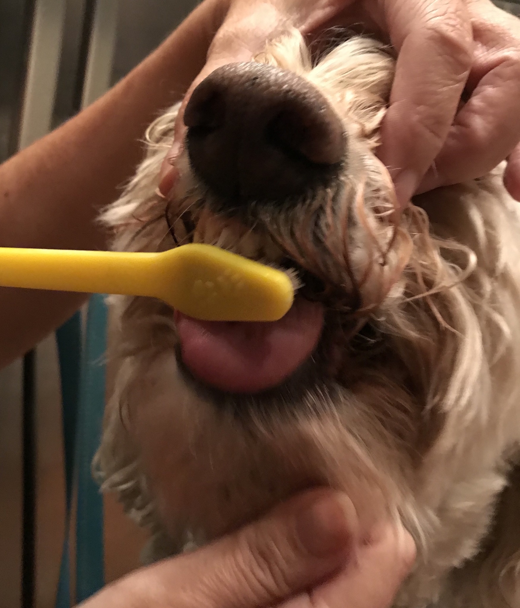 Toothbrush On Fur Pie