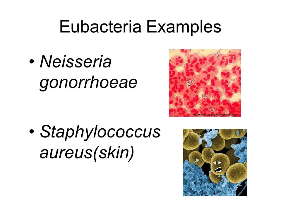 eubacteria examples