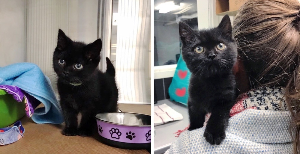 Baby Black Kitten Mews in Distress and Melts Hearts Everywhere