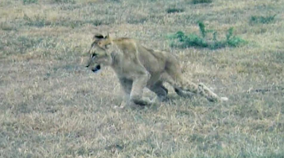 Newborn Lions Are Being Stolen From Their Moms — And Handed Over To Hunters