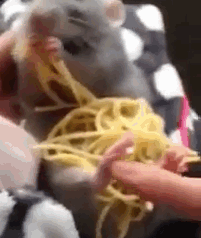 9 Incredible Rats Demonstrate Why Every Rat Should Be Eating Spaghetti