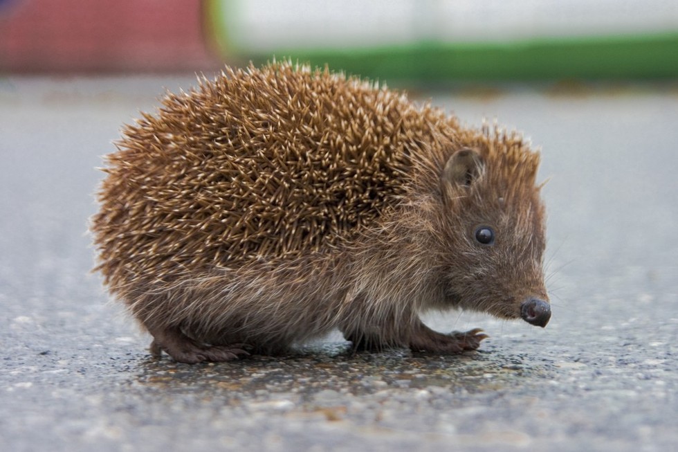 10 Things Sega Got Wrong About Hedgehogs