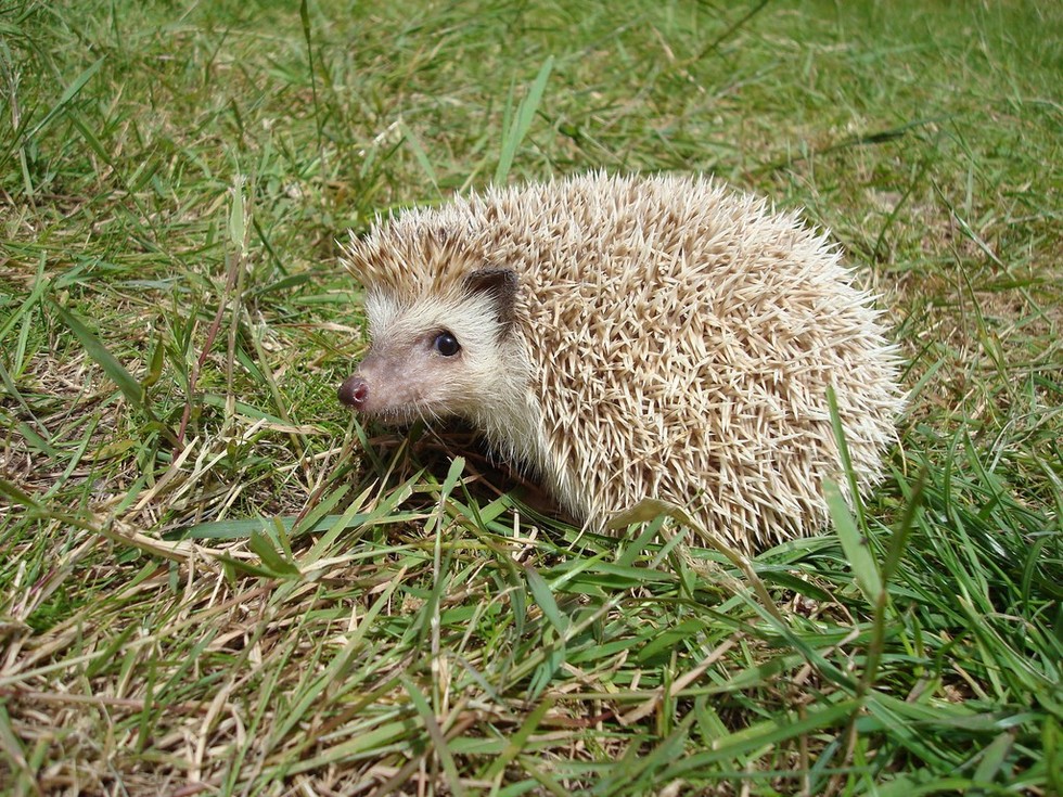 10 Things Sega Got Wrong About Hedgehogs