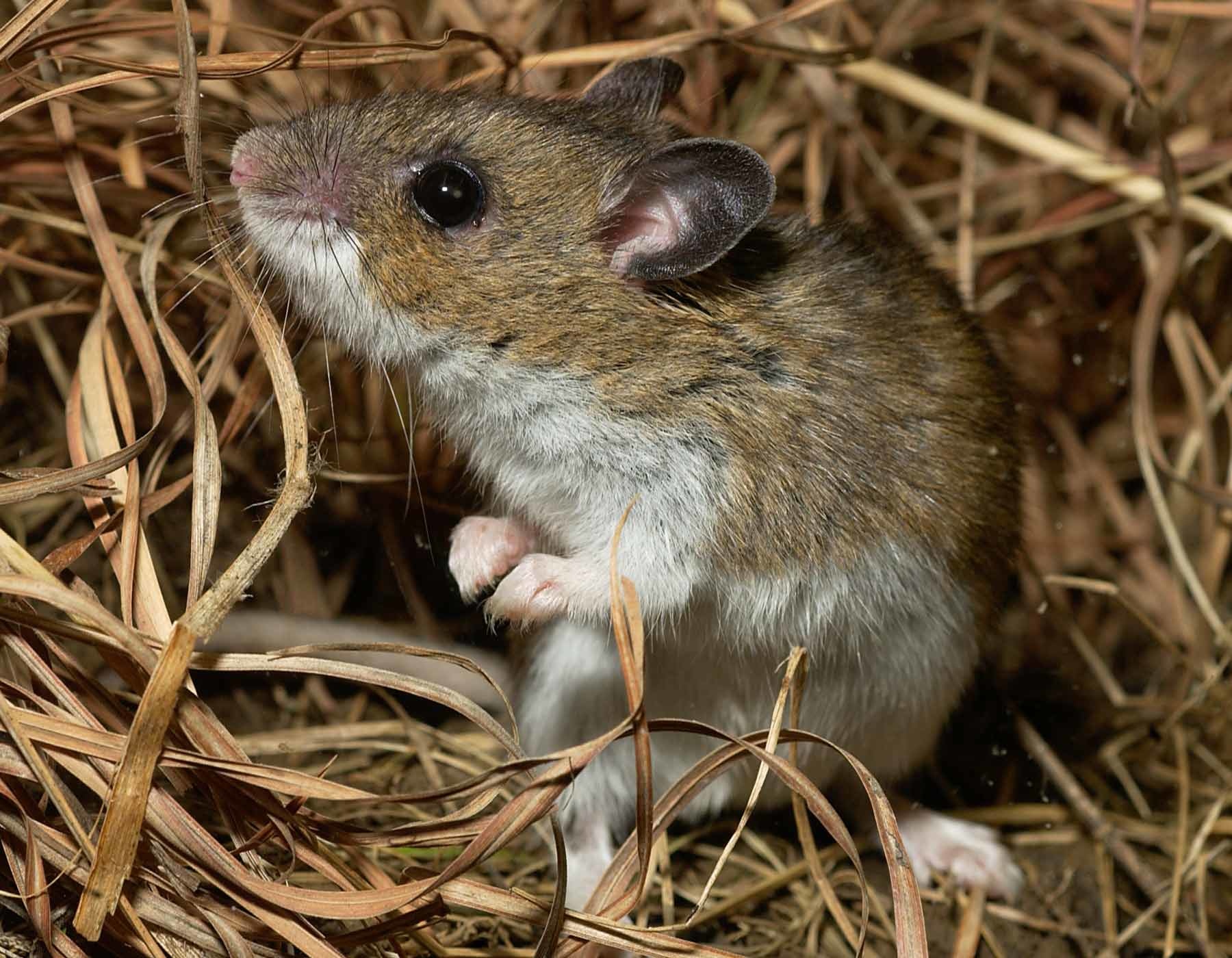 Мышь хомячков. Хомячок Эверсманна. Крысовидный хомячок. Желтогорлая мышь. Мышь иглистая.