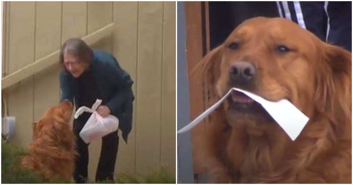 A dog in Colorado is delivering groceries to his elderly neighbor with ...
