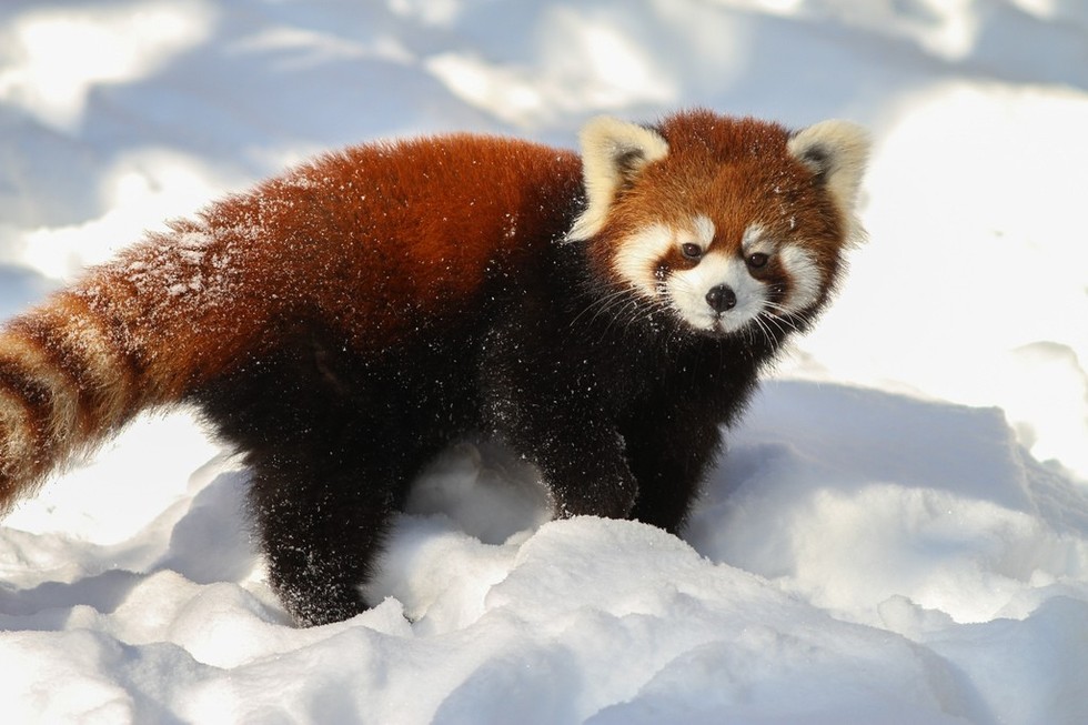 9-things-the-internet-didn-t-teach-you-about-red-pandas