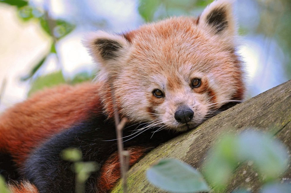 9 Things The Internet Didn t Teach You About Red Pandas