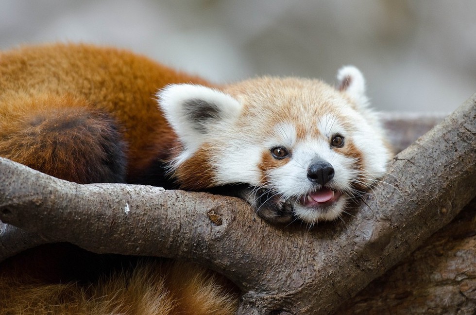 9 Things The Internet Didn t Teach You About Red Pandas