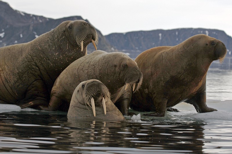 You Should Be Jealous of These 13 Animals' Seriously Epic Beards